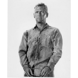 Cool Hand Luke Paul Newman Photo